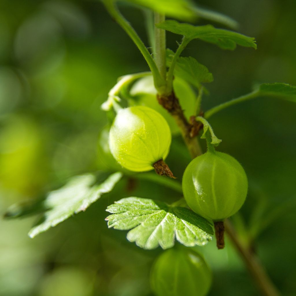 Gooseberry asycrisp Mr Green