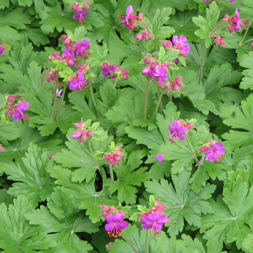 Geranium macrorrhizum Bevans Variety