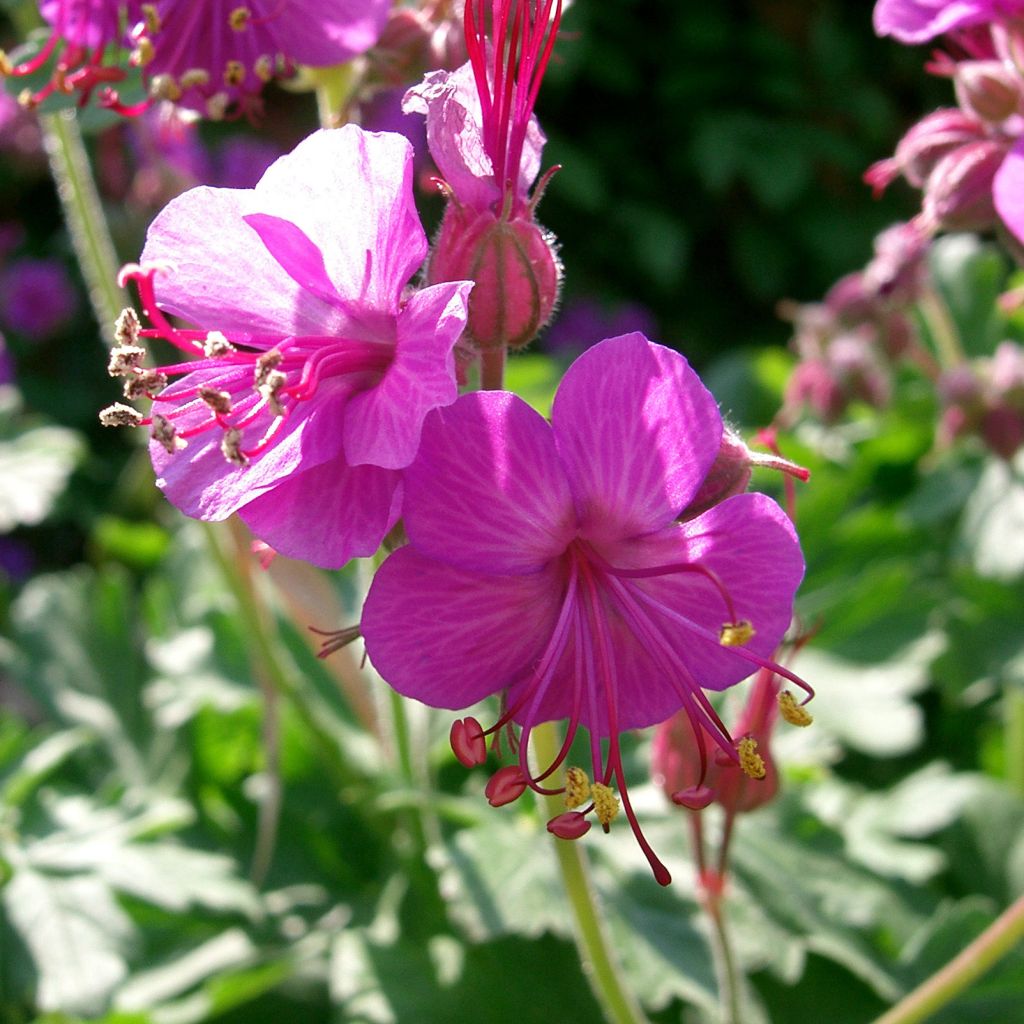 Geranium macrorrhizum Bevans Variety