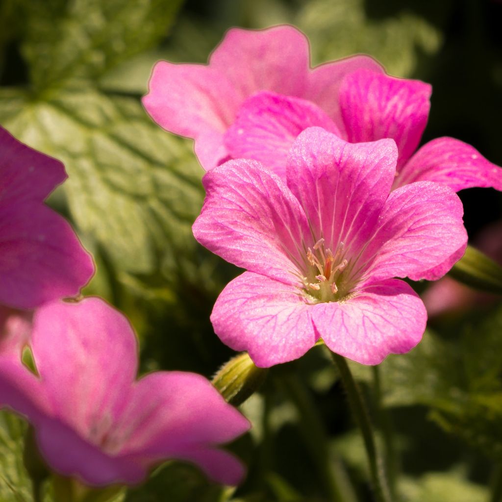 Géranium vivace endressii Beholder s Eye - Géranium vivace d'Endress rose foncé