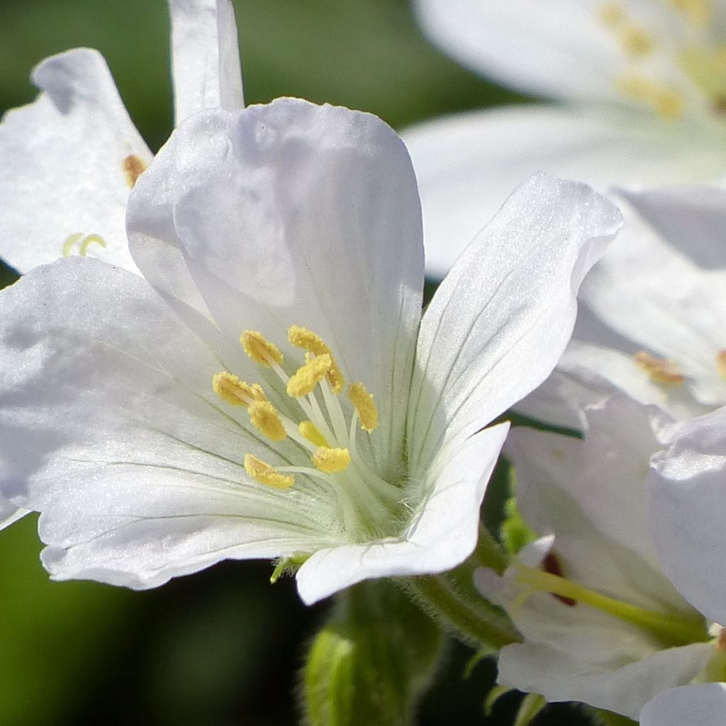 Géranium vivace maculatum Album - Géranium vivace maculé blanc