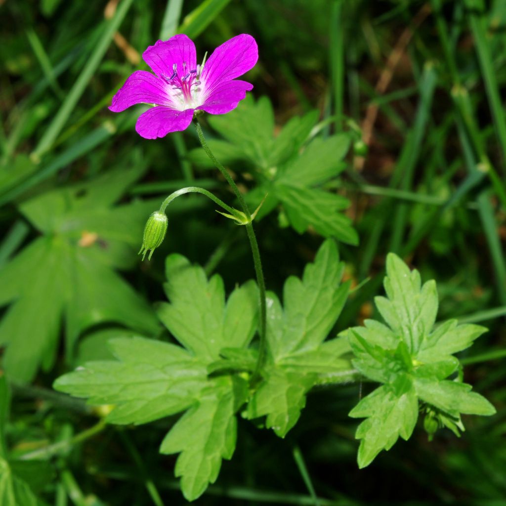 Géranium vivace palustre - Géranium des marais