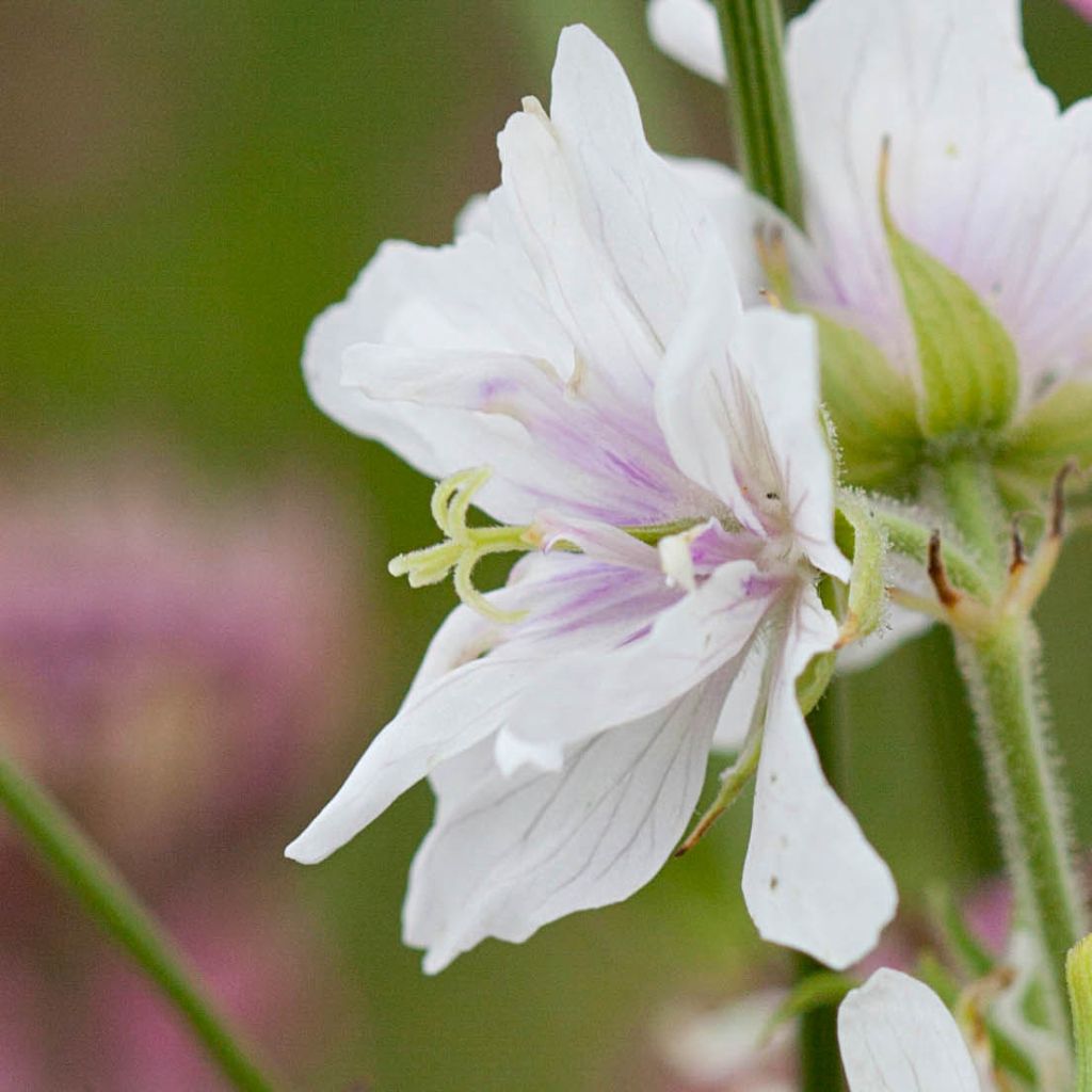 Géranium vivace pratense Algera Double - Geranium des près blanc à centre pourpre