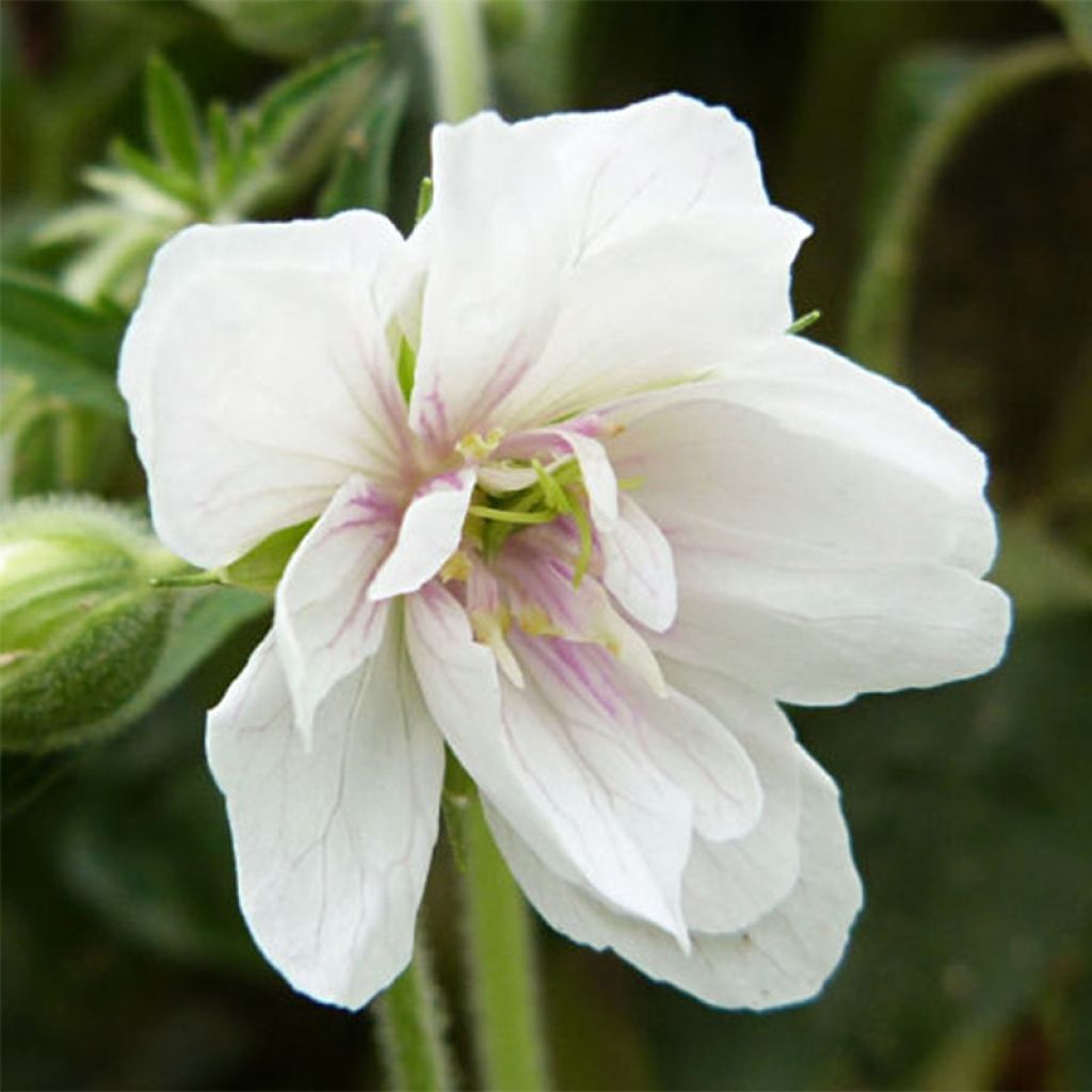 Géranium vivace pratense Algera Double - Geranium des près blanc à centre pourpre