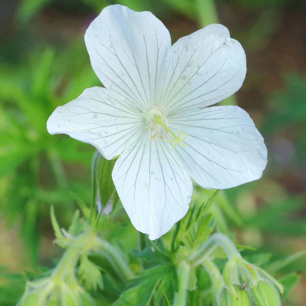 Géranium vivace pratense Galactic - Géranium des près blanc