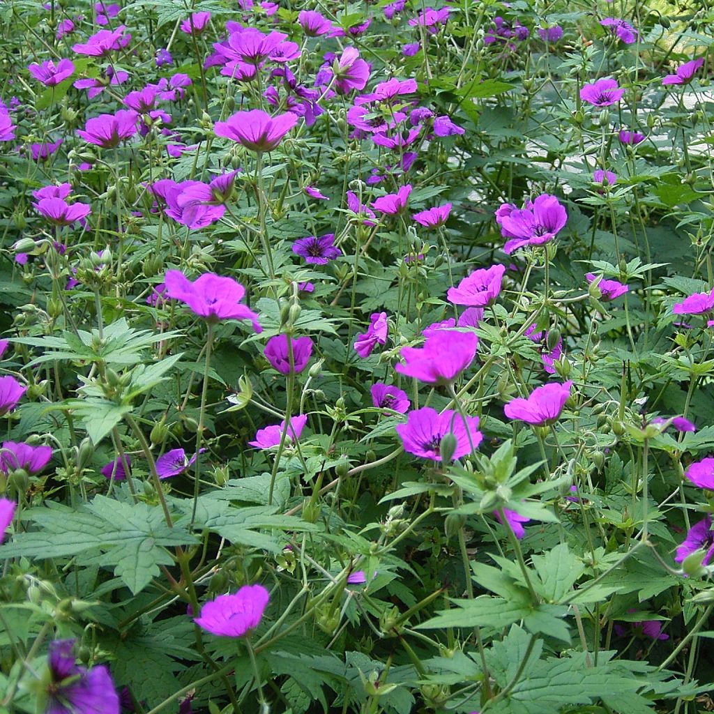 Géranium vivace psilostemon - Géranium d'Arménie