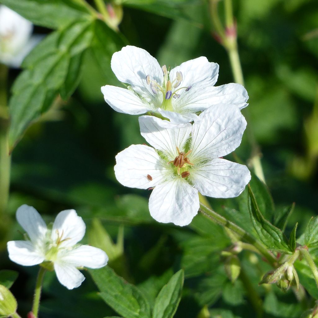 Géranium vivace richardsonii - Géranium vivace de Richardson