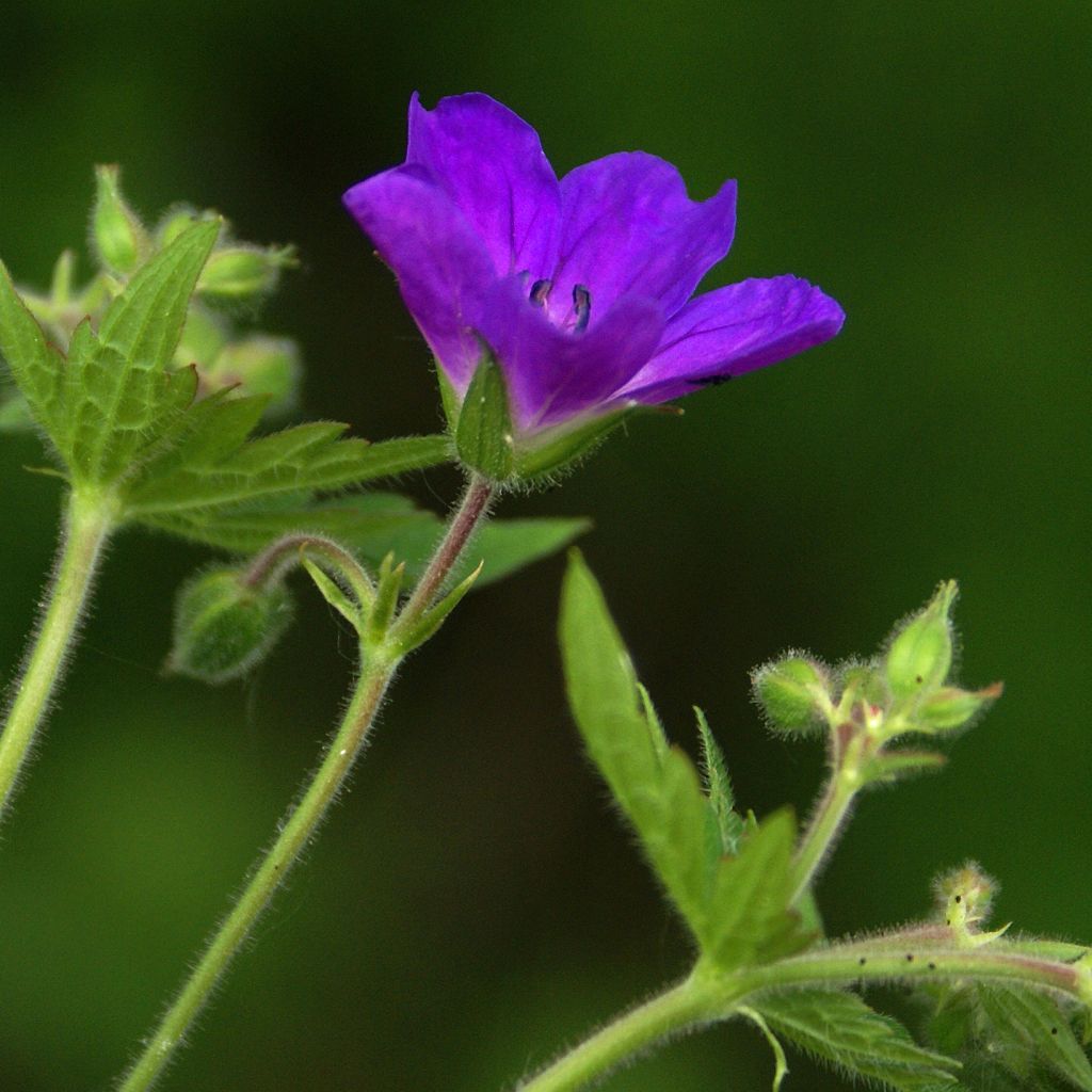 Géranium vivace sylvaticum Bridget Lion - Géranium vivace des bois bleu foncé