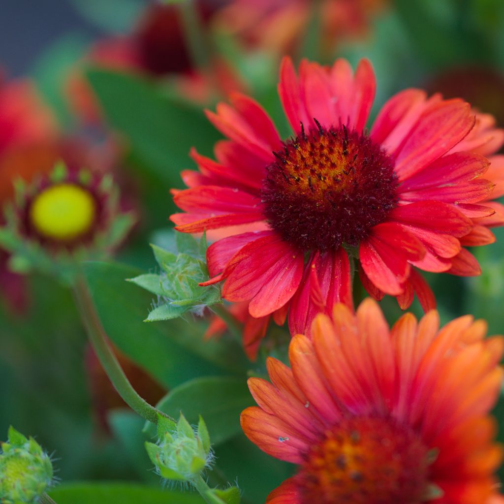 Gaillardia grandiflora Burgunder