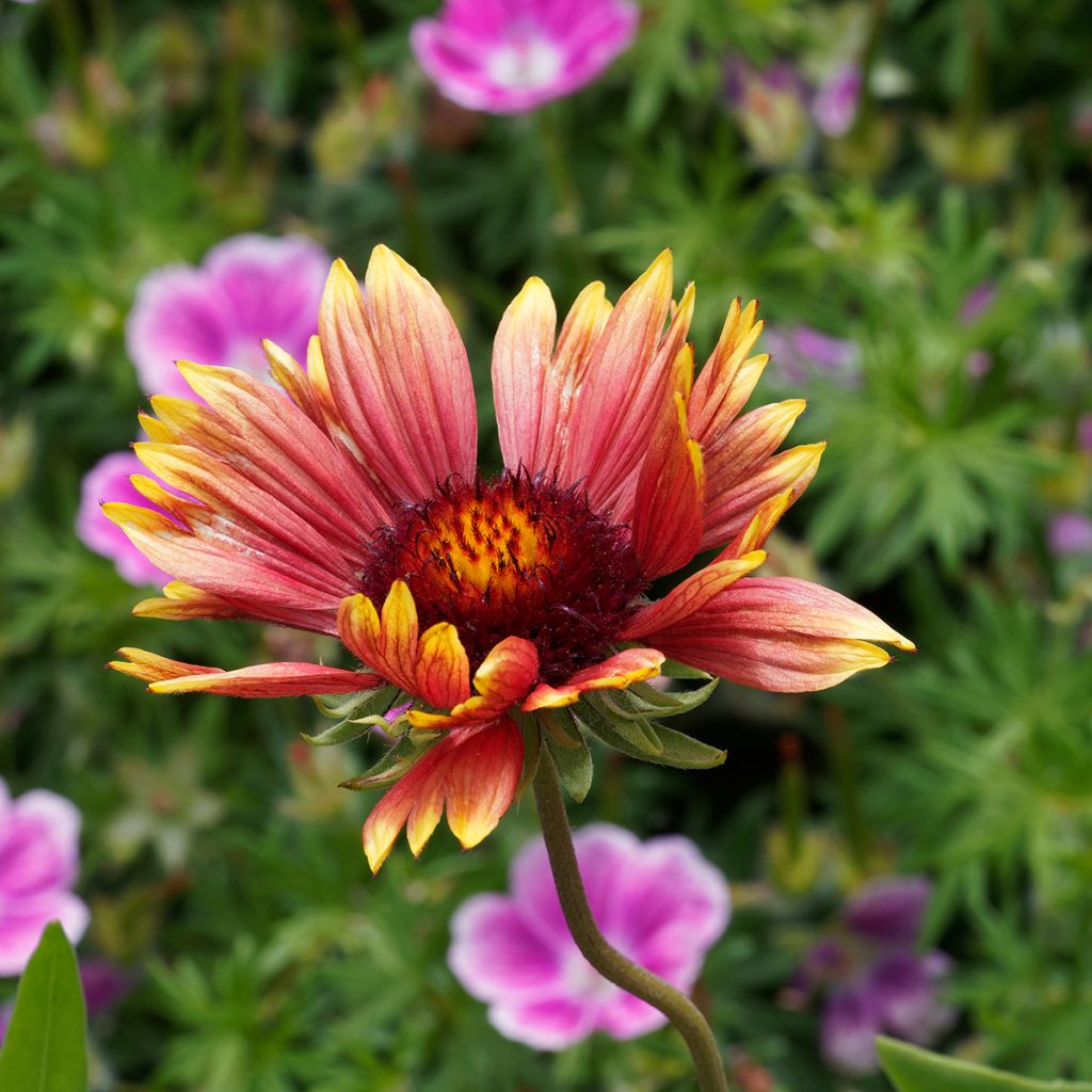 Gaillardia grandiflora Kobold