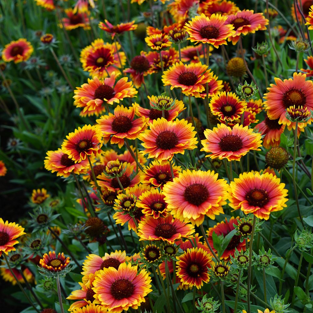 Gaillardia grandiflora Kobold