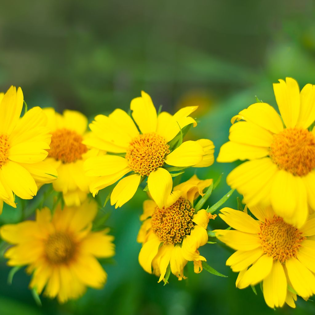 Gaillardia aristata Maxima Aurea