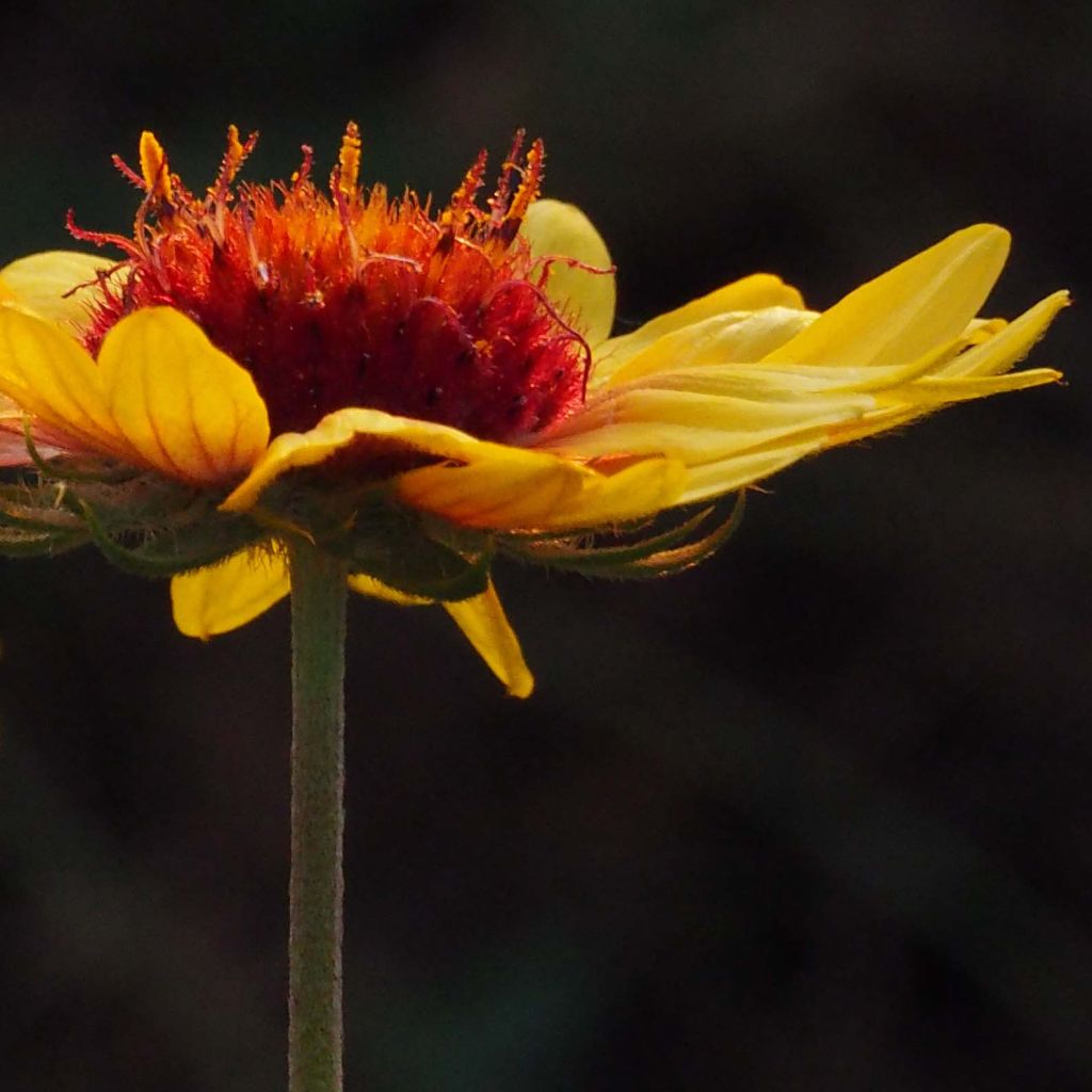 Gaillarde aristata Amber Wheels