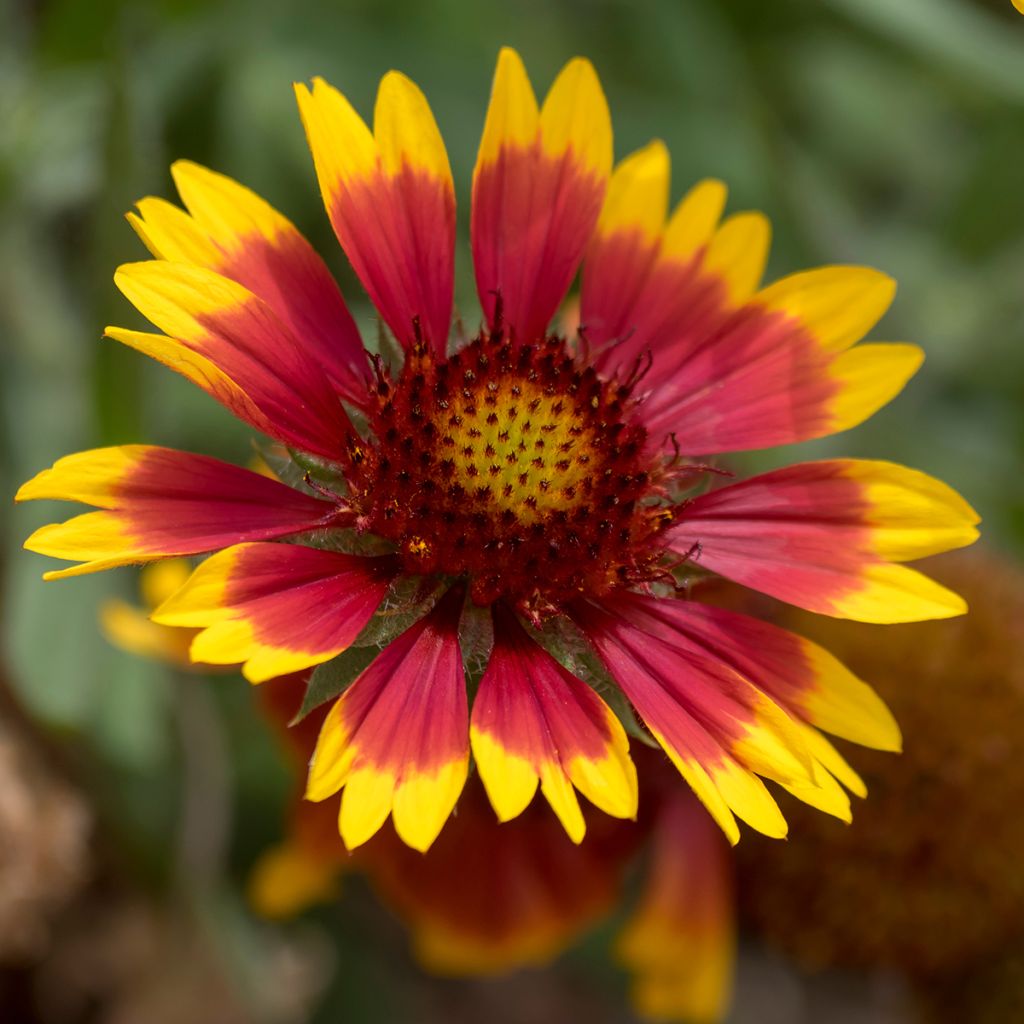 Gaillardia Royale