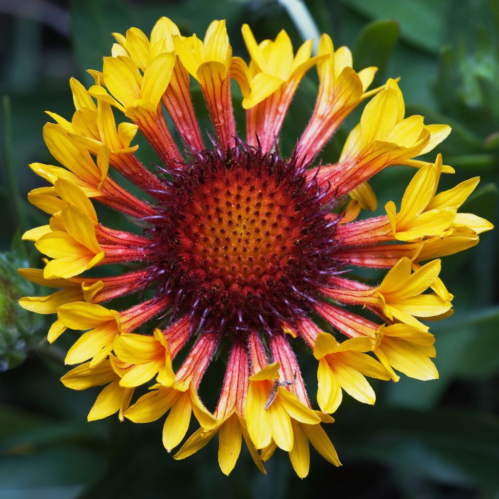 Gaillarde, Gaillardia grandiflora Fanfare