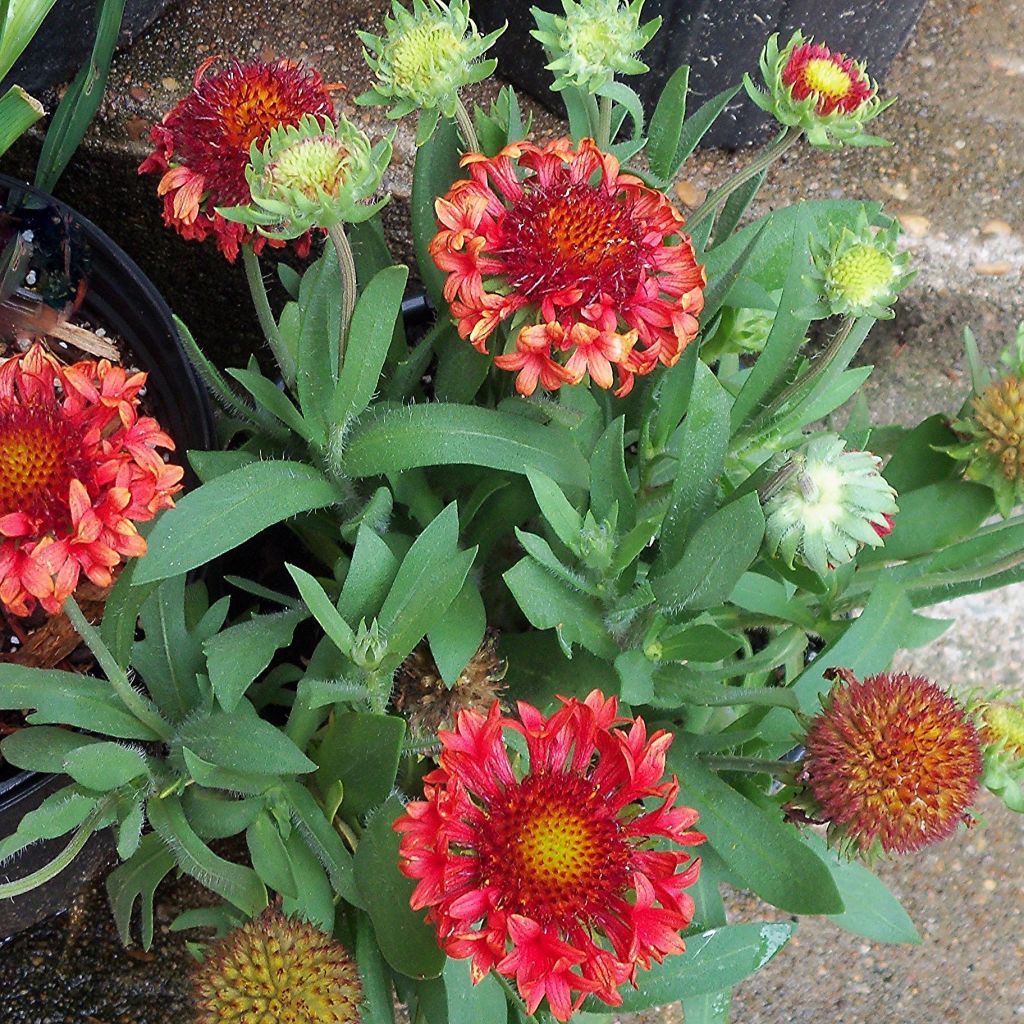 Gaillarde, Gaillardia grandiflora Fanfare