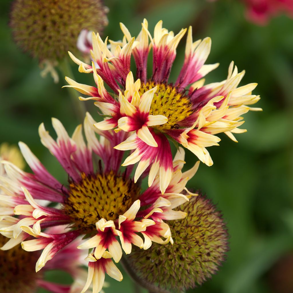 Gaillardia grandiflora Fanfare