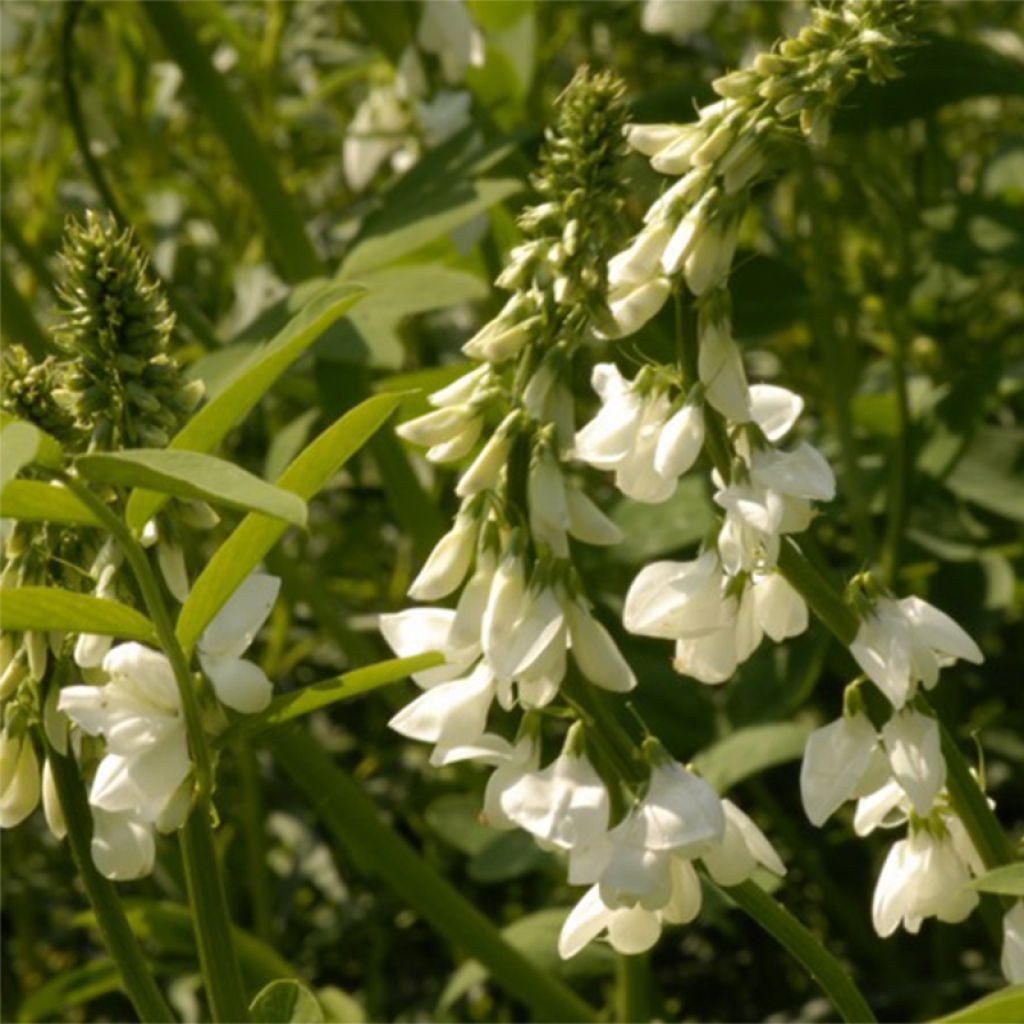 Galega hartlandii Alba