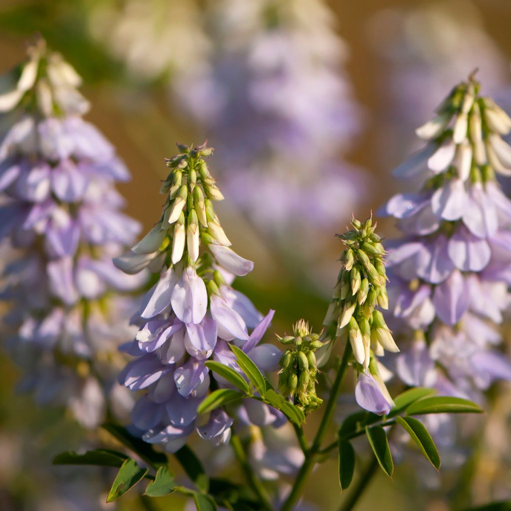 Galega officinalis