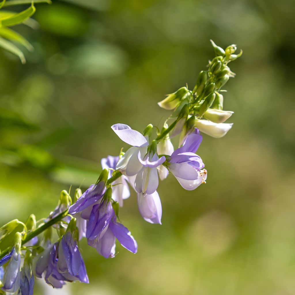 Galega officinalis