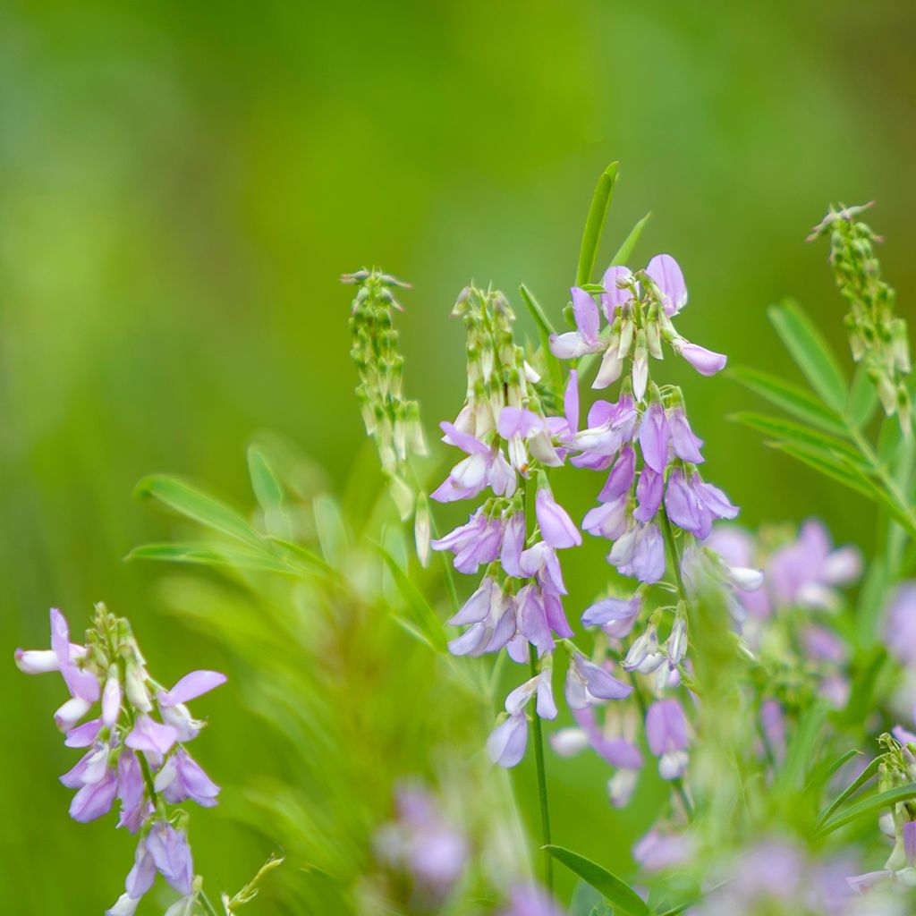 Galega officinalis