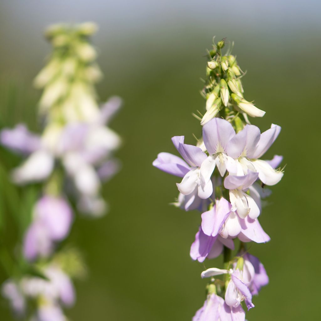 Galega officinalis