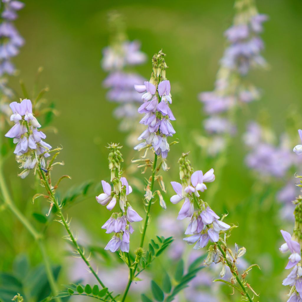 Galega officinalis