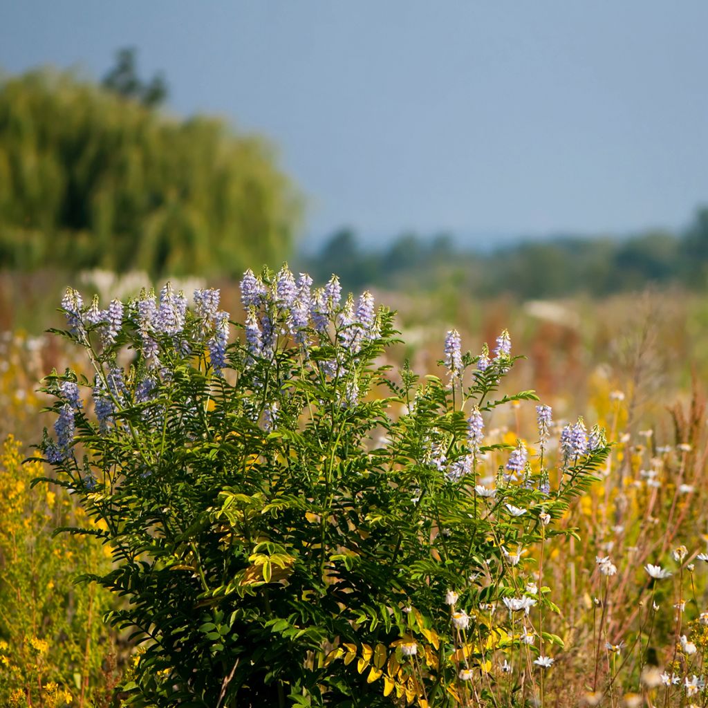 Galega officinalis