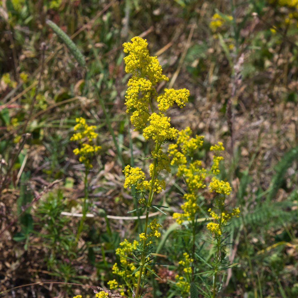 Galium verum