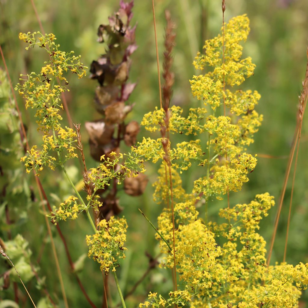 Galium verum