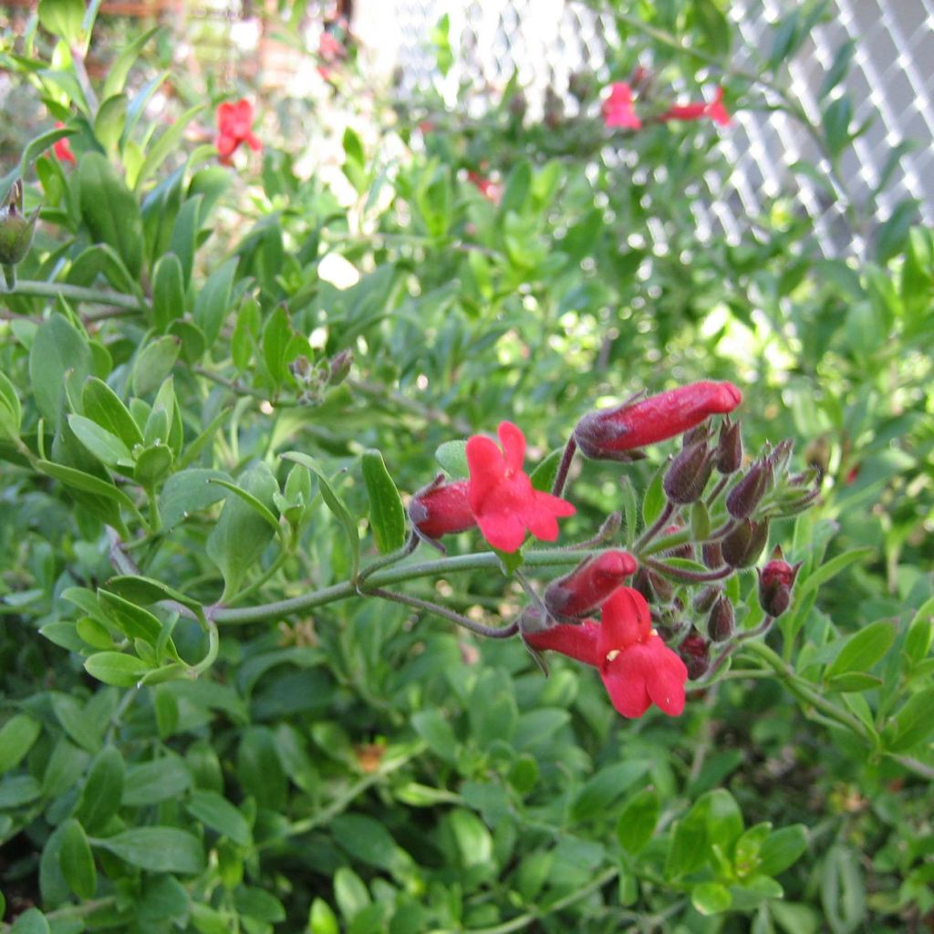 Galvezia speciosa - Muflier de Bush Island