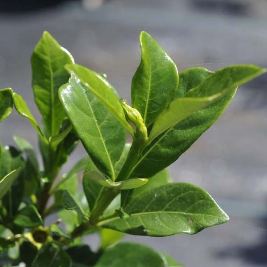 Gardenia jasminoides Kleim's Hardy