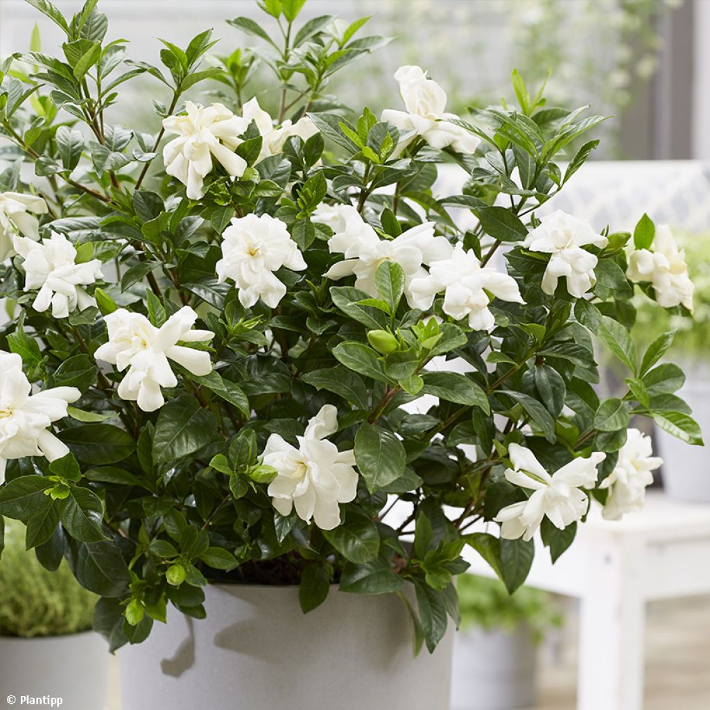 Gardenia jasminoides Double Diamonds  