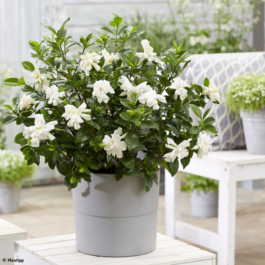 Gardenia jasminoides Double Diamonds  