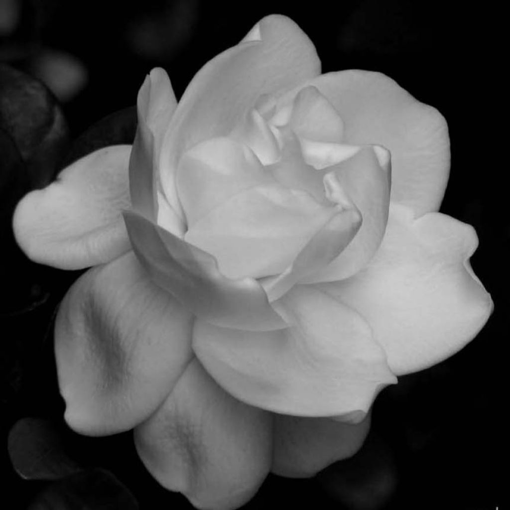 Gardenia jasminoides Perfumed Petticoats