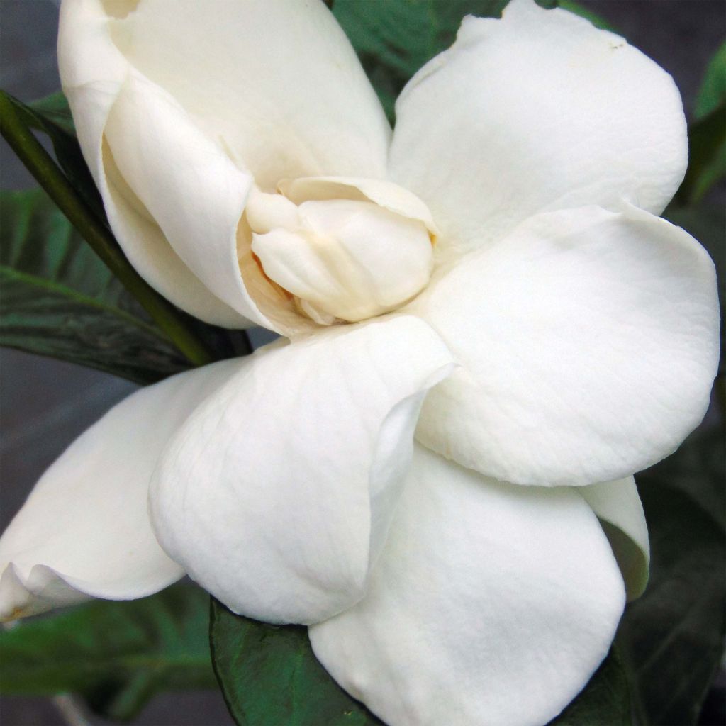 Gardenia jasminoides Summer Snow.