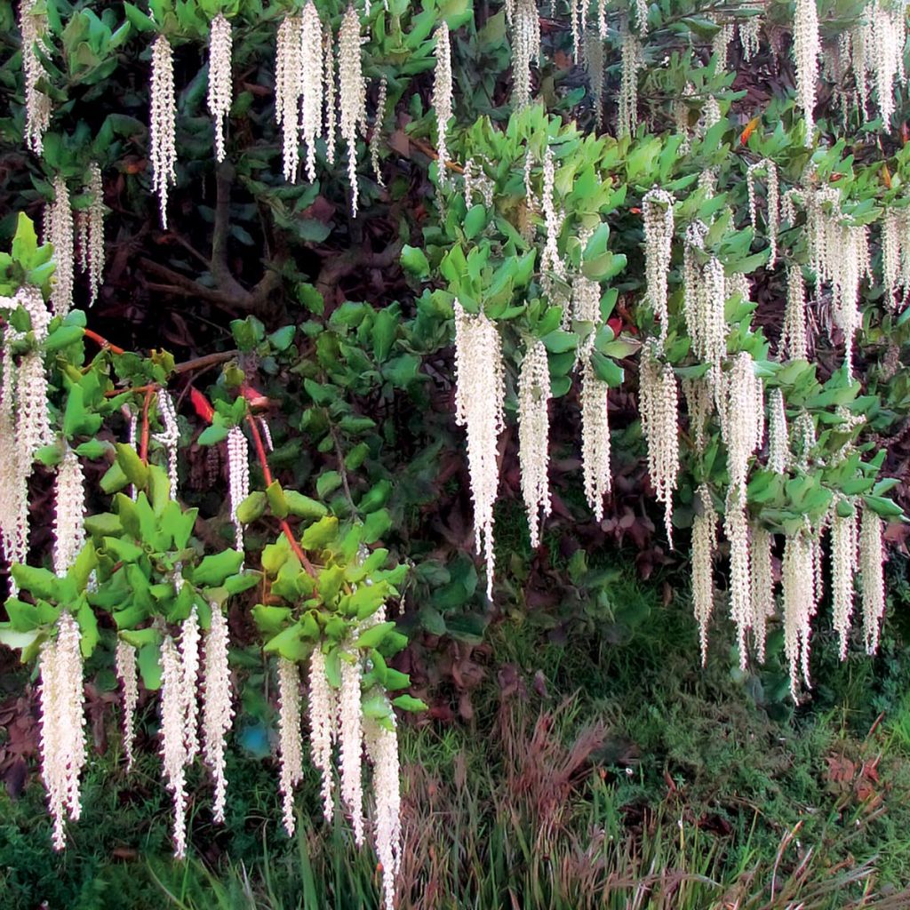 Garrya elliptica - Elliptical-leaved Garrya