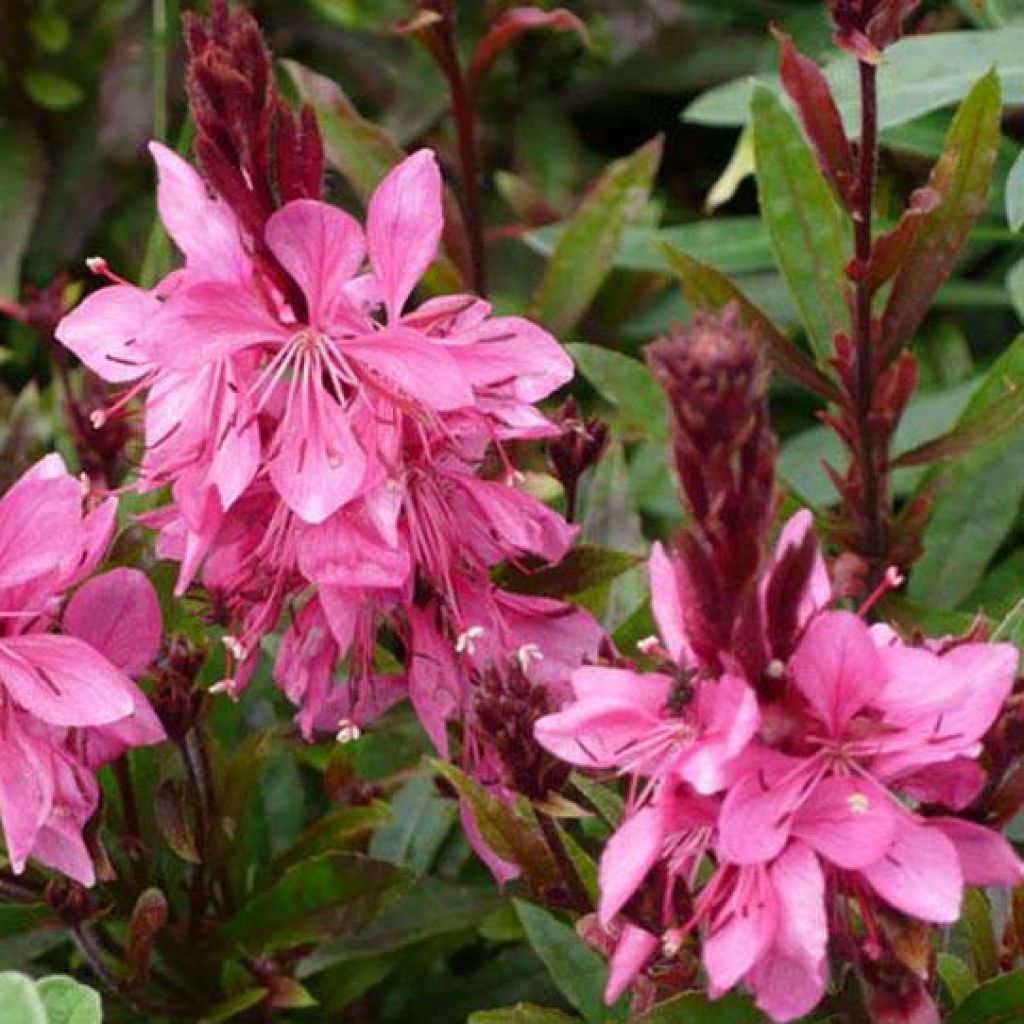 Gaura Crimson Butterfly