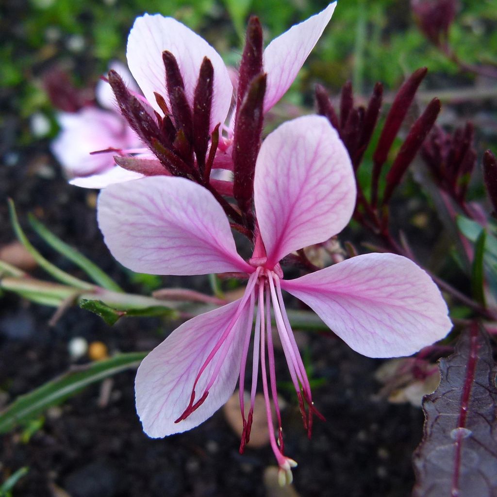 Gaura lindheimeri Blanche - Beeblossom