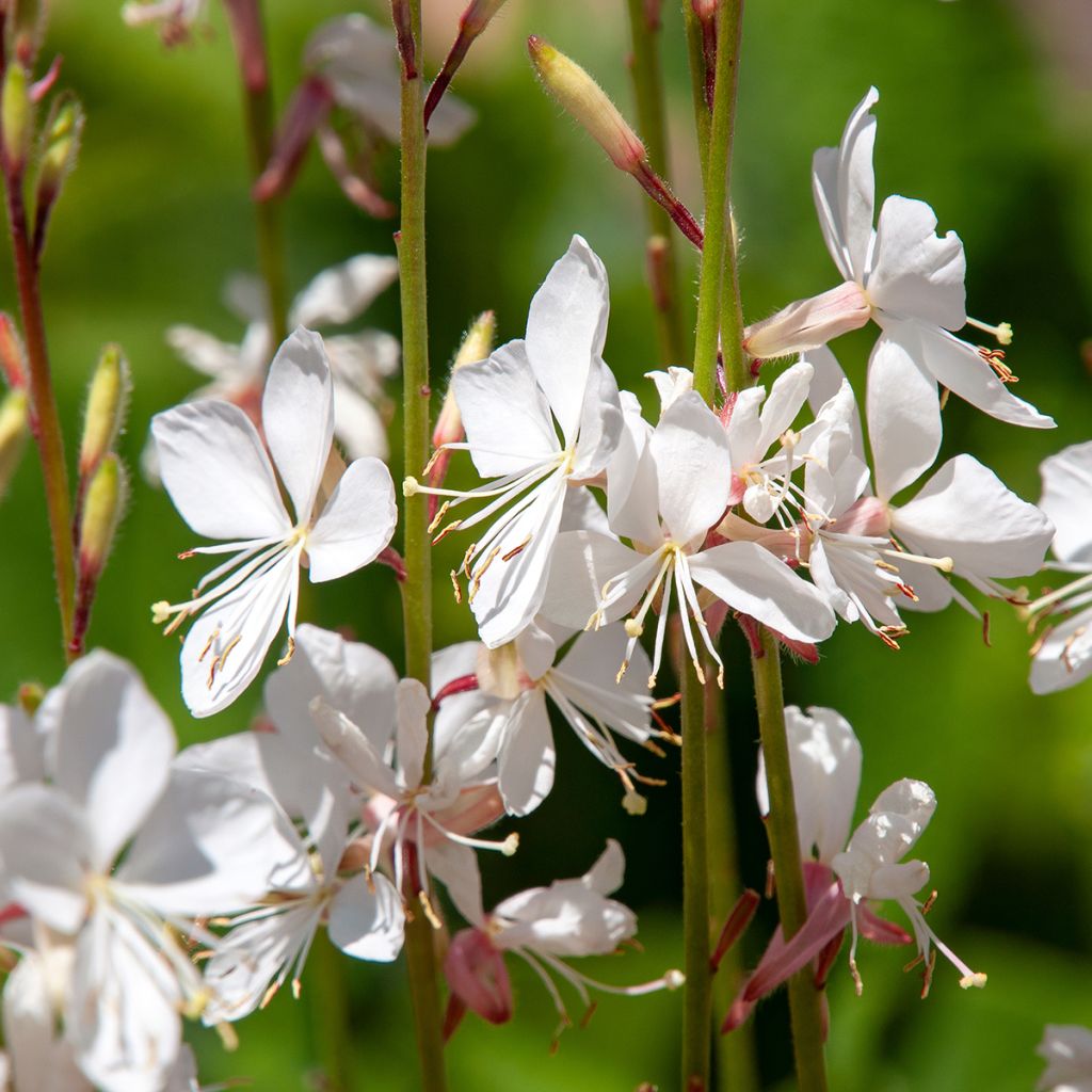 Gaura lindheimeri Blanche - Beeblossom