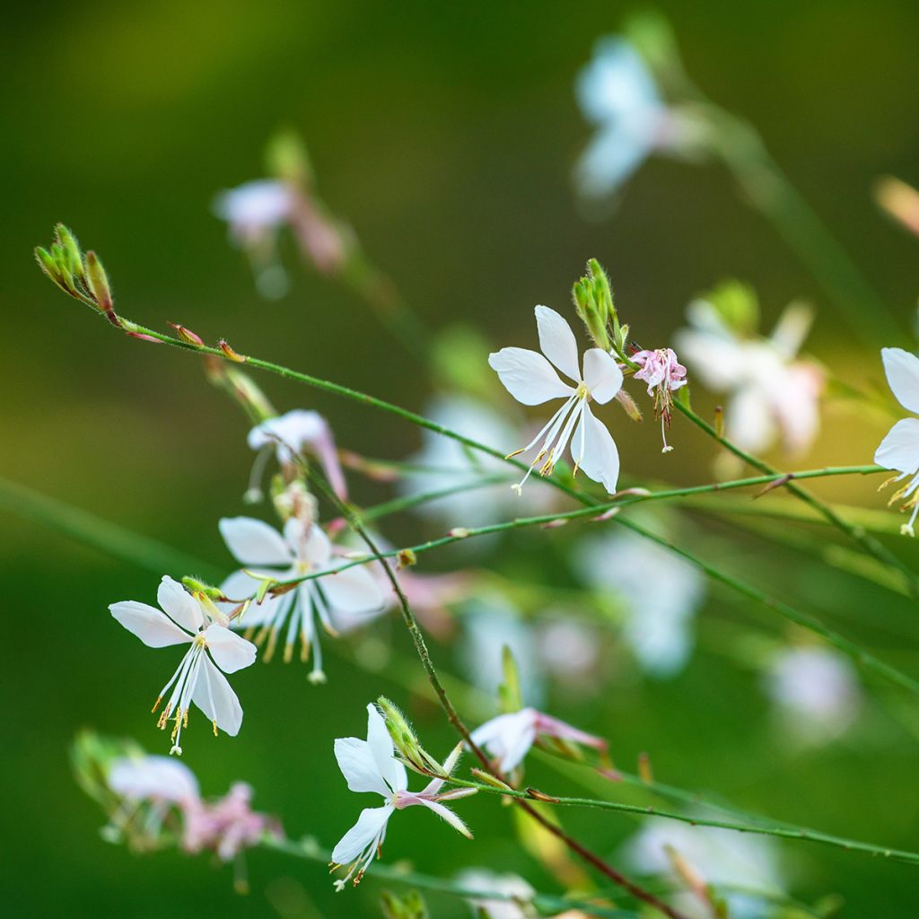 Gaura lindheimeri Blanche - Beeblossom