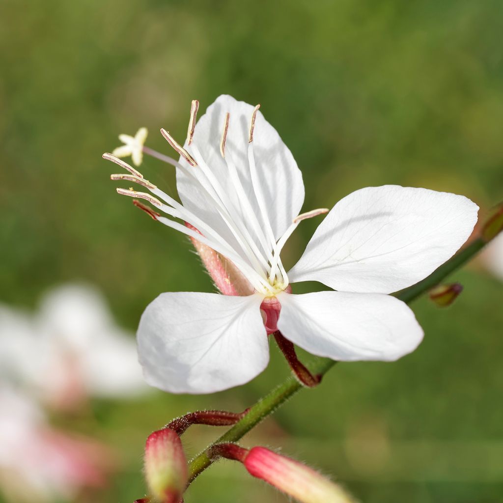 Gaura lindheimeri Blanche - Beeblossom