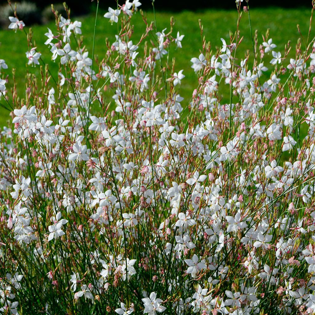 Gaura lindheimeri Blanche - Beeblossom