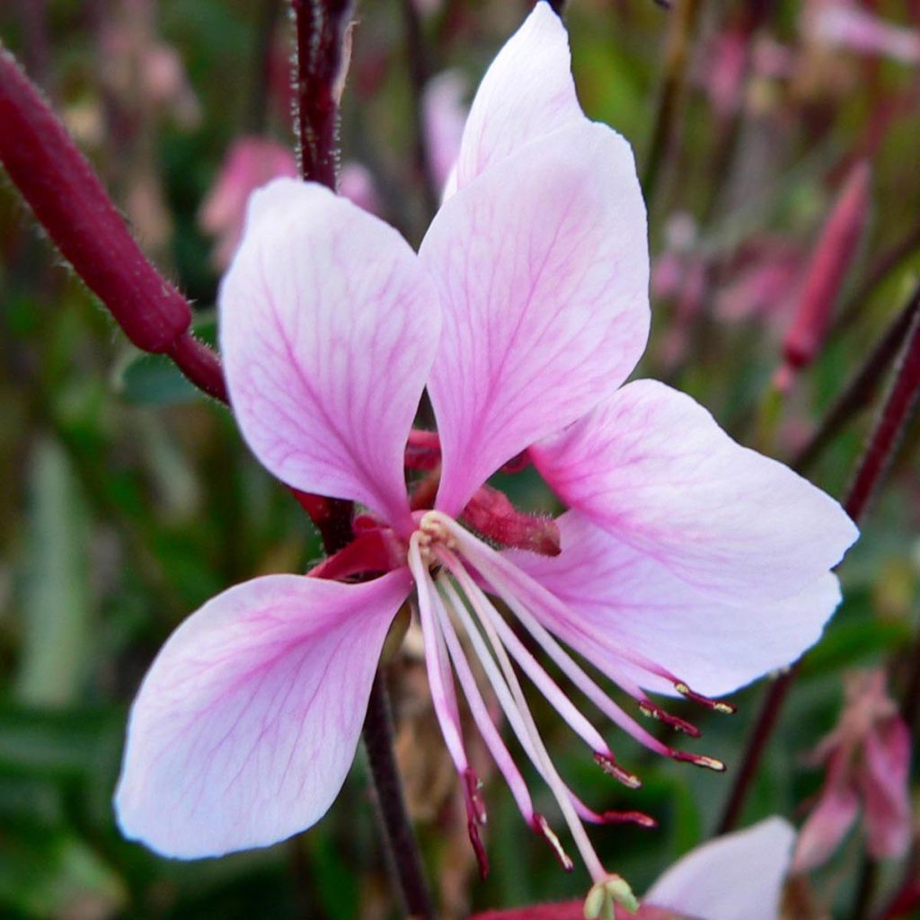 Gaura lindheimeri Cherry Brandy - Gaura de Lindheimer rose vif