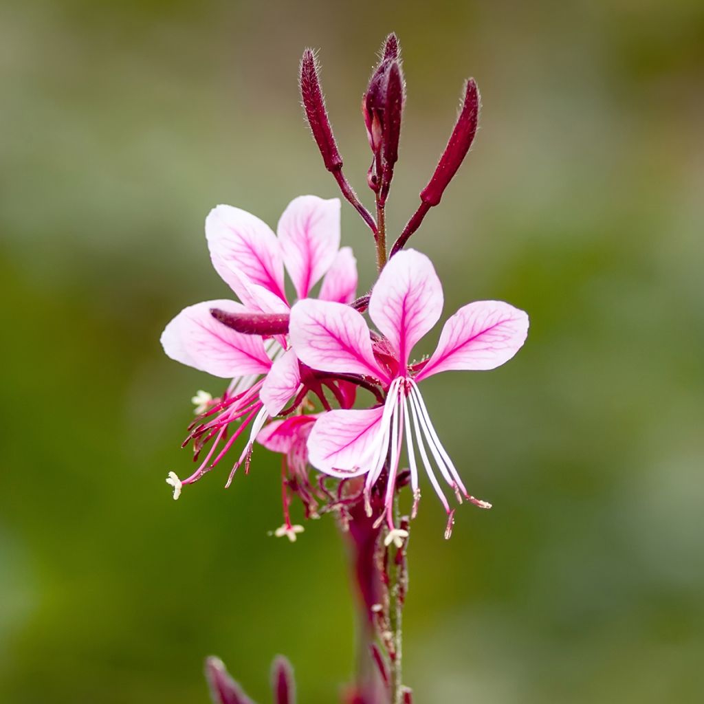 Gaura lindheimeri Cherry Brandy