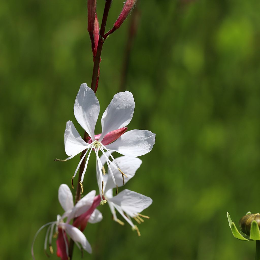 Gaura lindheimeri Elegance - Pearl Pink Lindheimers Gaura