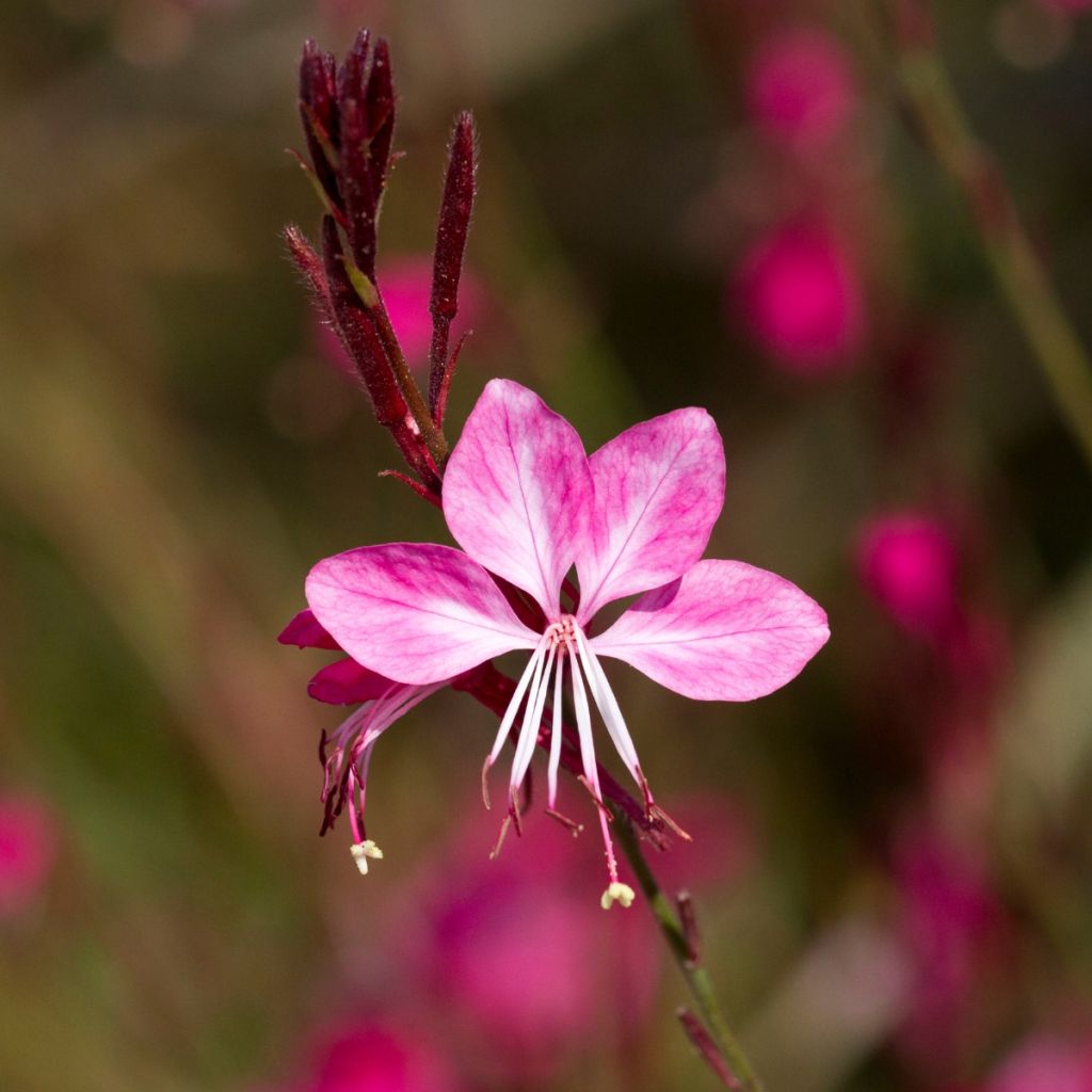 Gaura lindheimeri Lollipop Pink