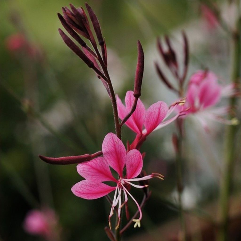 Gaura lindheimeri Passionate Rainbow