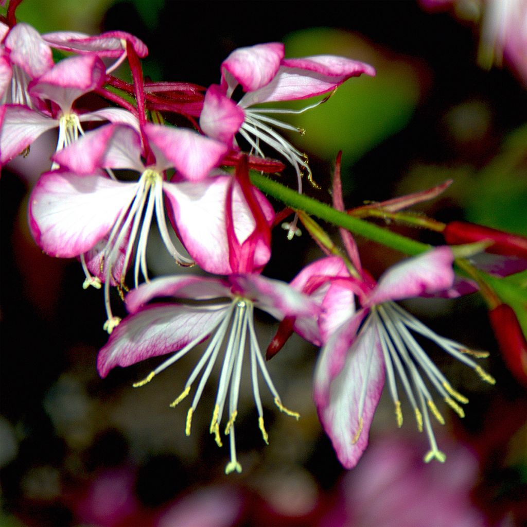 Gaura lindheimeri Rosy Jane