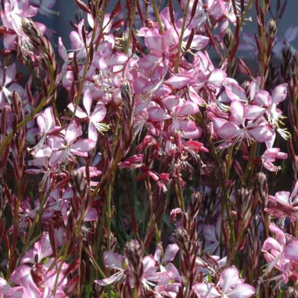 Gaura lindheimeri Rosy Jane 'Harrosy'